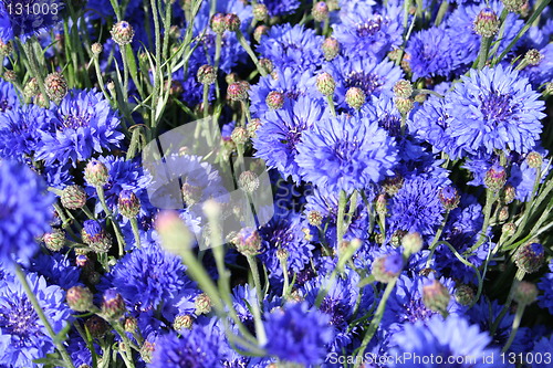 Image of Cornflowers