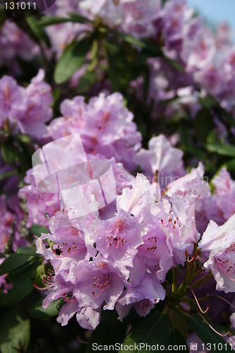 Image of Lilac rhododendron