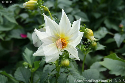 Image of White dahlia