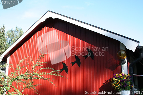 Image of Swallows on  house-gable