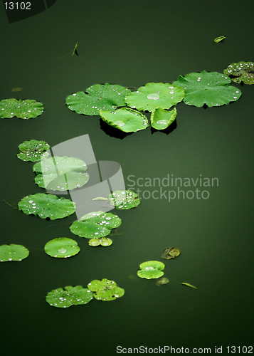 Image of Green Lotus