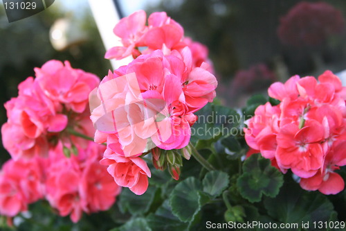 Image of Geranium