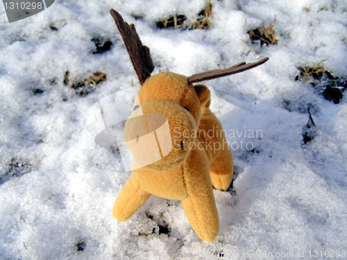 Image of Deer