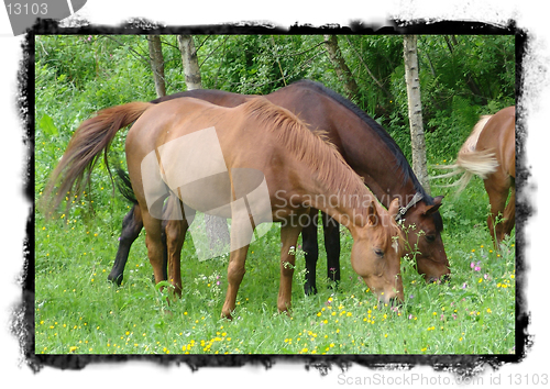 Image of horses eating