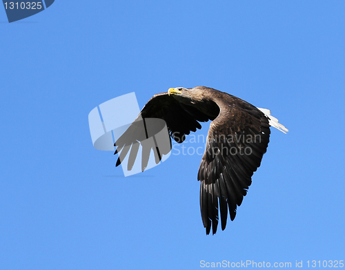 Image of Seaeagle in the air.