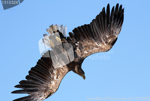 Image of Seaeagle in the air.