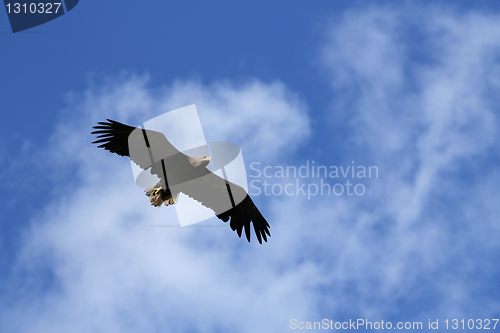 Image of Seaeagle in the air.