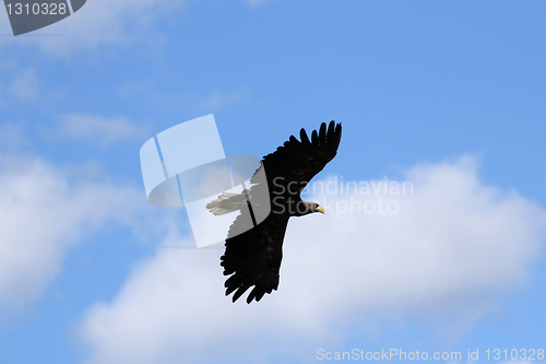 Image of Seaeagle in the air.