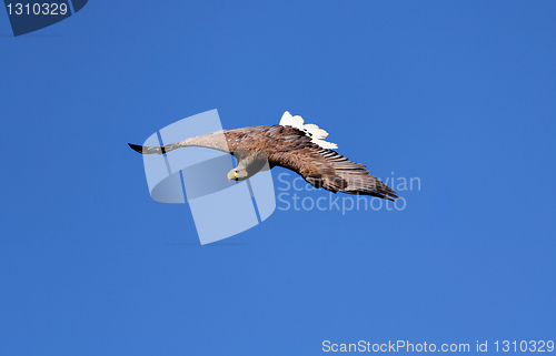 Image of Seaeagle in the air.