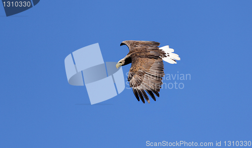 Image of Seaeagle in the air.