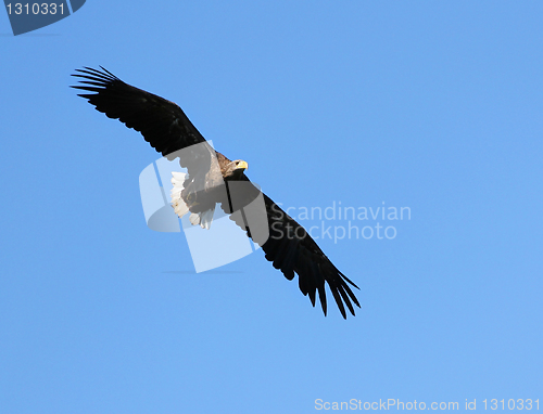 Image of Seaeagle in the air.