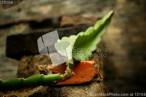 Image of Green leaf