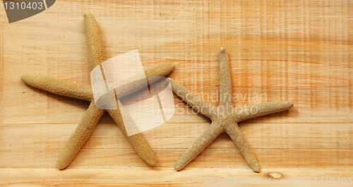 Image of star fish