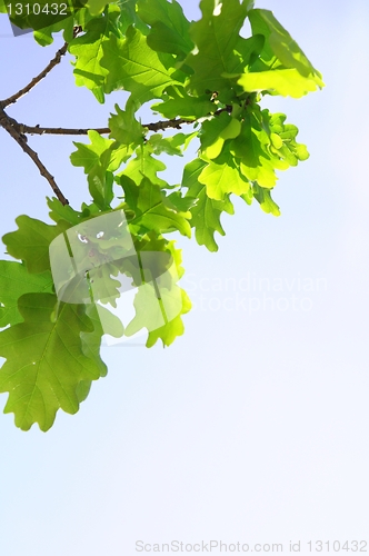 Image of leaves
