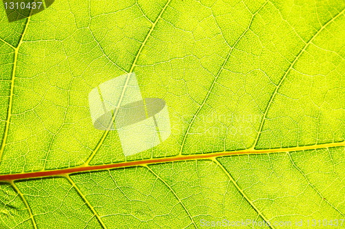 Image of structure and texture of green leaf