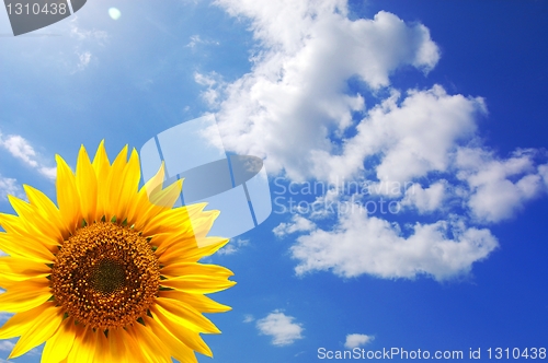 Image of sunflower and blue sky