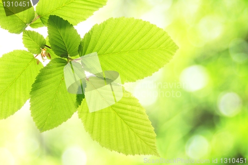 Image of green summer leaf