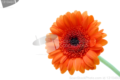 Image of isolated flower on white