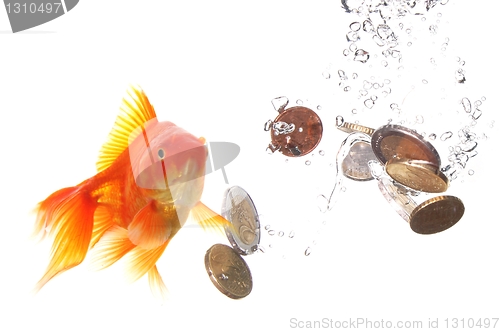 Image of goldfish and money