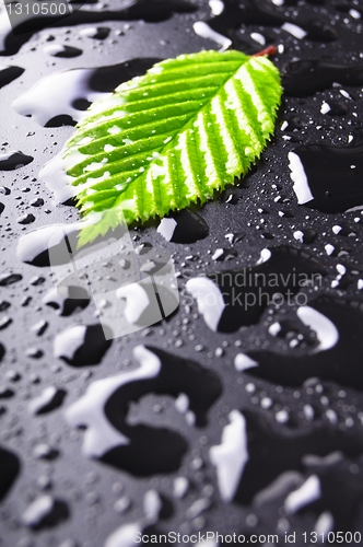 Image of leaf and black background