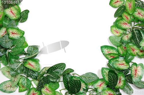 Image of border of leaves