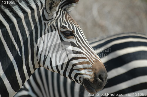 Image of Zebra in Zambia