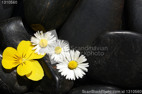 Image of daisy flowers on black stones