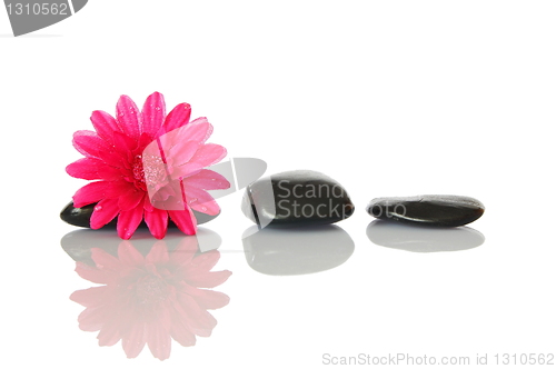 Image of flower