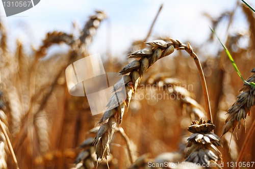 Image of wheat grain