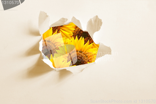 Image of flower behind hole in paper