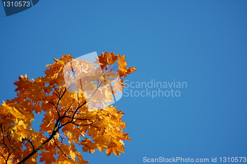 Image of Fall leaves