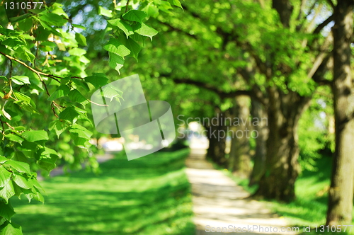 Image of summer tree alley