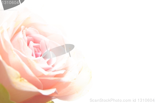 Image of rose flowers