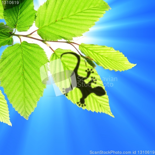 Image of gecko shadow on leaf
