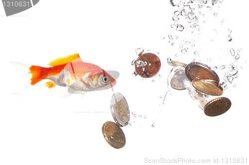 Image of goldfish and money