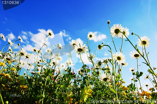 Image of daisy flowers in summer