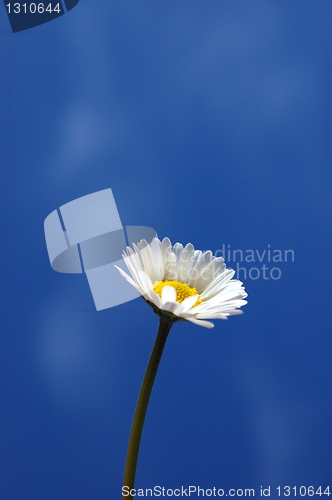 Image of daisy under blue spring sky