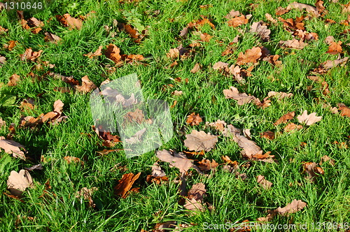 Image of grass texture with leaves in autumn