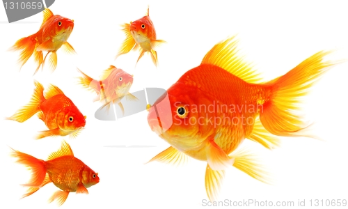 Image of goldfish collection