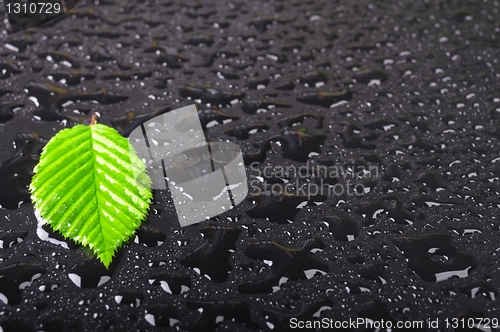 Image of leaf