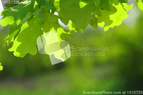 Image of leaves