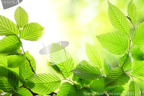 Image of green summer leaf