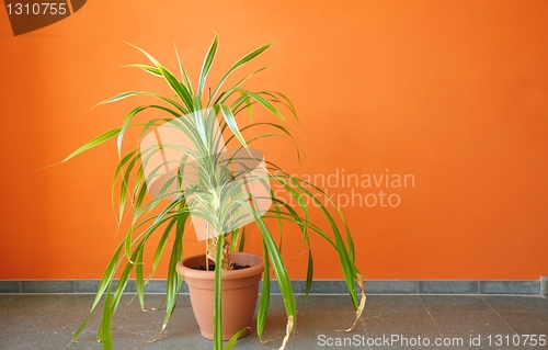 Image of plant in pot on a orange wall