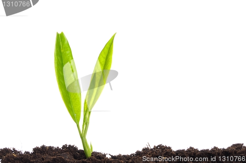 Image of growth