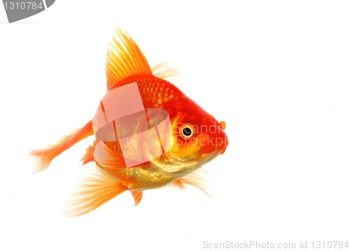 Image of goldfish