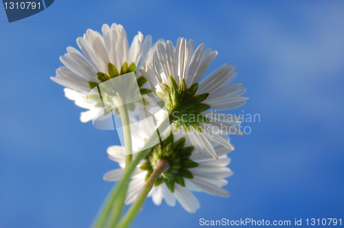 Image of daisy under blue sky