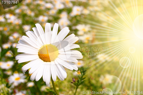 Image of flower and sun