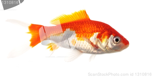 Image of goldfish