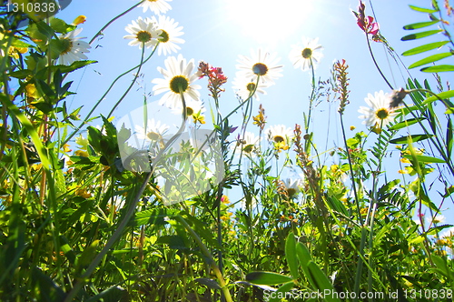 Image of daisy flower in summer with blue sky