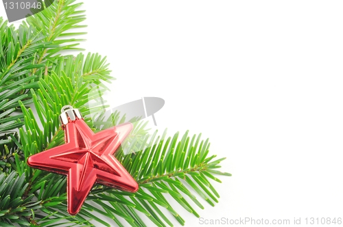 Image of green fir for christmas